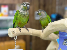 Green cheek