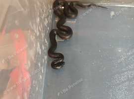 Mexican kingsnake