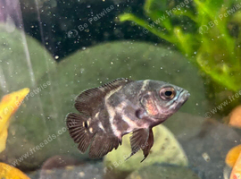 Common Oscars and Albino Oscars!!!