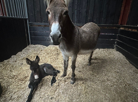 Jenny donkey and Jenny foal at foot