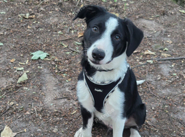 Beautiful black white and tan puppy