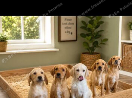 Beautiful goldador puppy&rsquo;s now ready to leave