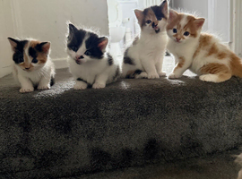 Kittens for sale