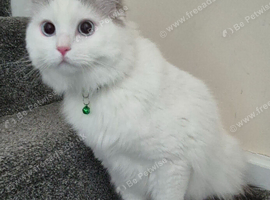 Male Ragdoll Cat - Handsome & Friendly