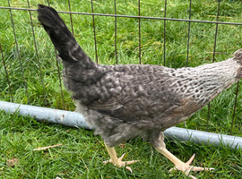 Cream legbar pullets blue eggs