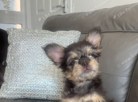 Frenchie