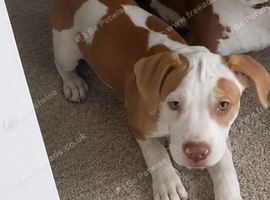 American bulldog cross staffy