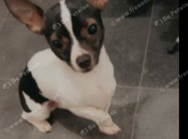 Beautiful dog for sale