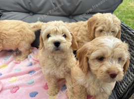 Cockapoo puppies fully vaccinated!
