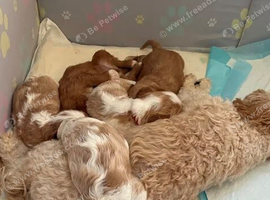 Stunning Home Raised Cavachon Puppies