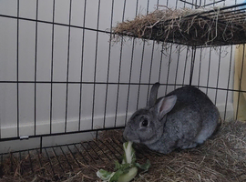 Beautiful Rabbit for sale 2 years old i sale the cage