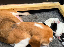 Beagle ,, kc reg Charter-wood /davicard  champion beagles