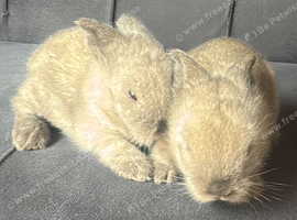 Mommy and two babies
