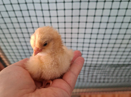 Orpington chicks