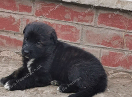 Beautiful German shepard pups