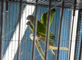 Baby Senegal Glasgow