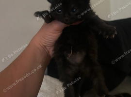3 kittens for sale