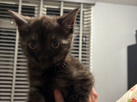 Super cute kittens