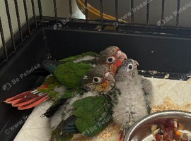 2 Green cheek Conures