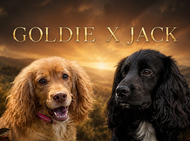 Stunning working cocker spaniel puppies