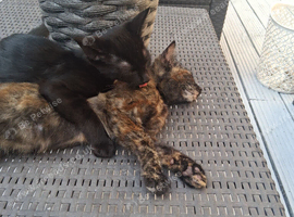 Boy and girl kittens