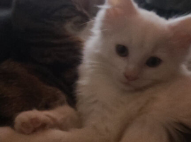 White kitten