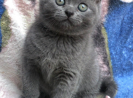 Blue BSH kittens
