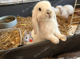 Mini lops pure bred. Last one leg