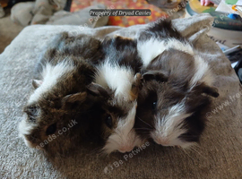 Cuddly boars