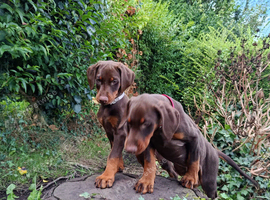 Dobermann puppies
