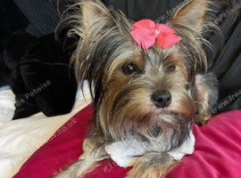 Stunning Yorkie Female Dog