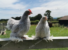 Lavender Pekin Pair