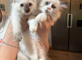 READY NOW DNA CLEAR ragdoll kittens