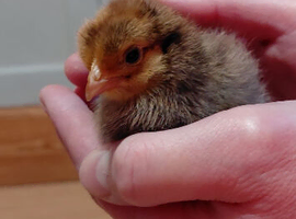 Week old unsexed pekin bantams and polish bantam chicks
