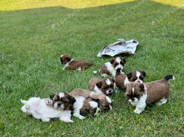 Lovely and healthy Shih Tzu's