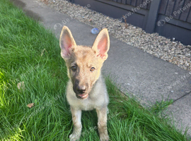 Silver sable german shepherd female pup