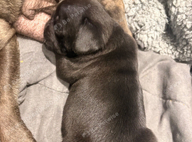 Beautiful pug puppies