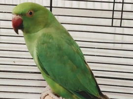 Beautiful boy Ringneck + Free Cage ♡