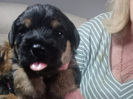 3 beautiful border terrier puppies looking for forever homes.