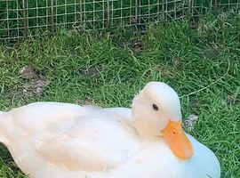 Female Call duck - Great Barr B44