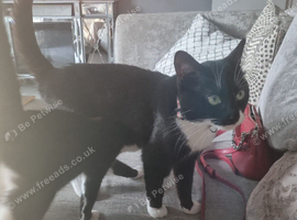 Adult boy and 2 13 week old kittens