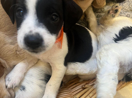 8 beautiful jackapoo puppies