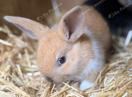Siamese colour Baby rabbit for sale