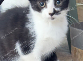 3 cutes kitten