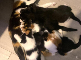 Adorable playful 11 week old kittens ready for their new homes