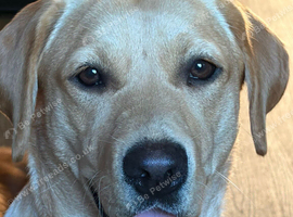 Beautiful labrador retriever