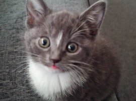 Beautiful kittens.