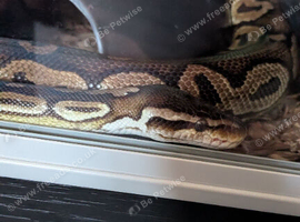 Royal python