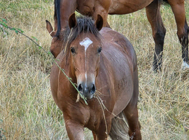 Rising 3 New Forest Pony