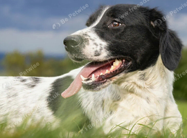 Missing black and white spaniel x lab